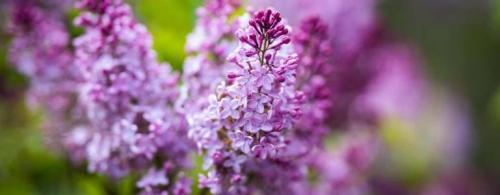 Rochester Lilac Festival