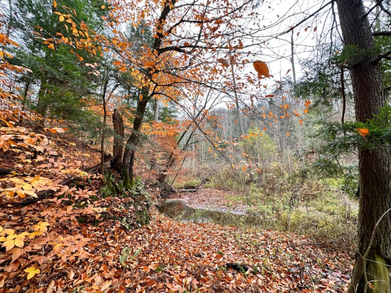 Family-Friendly Activities