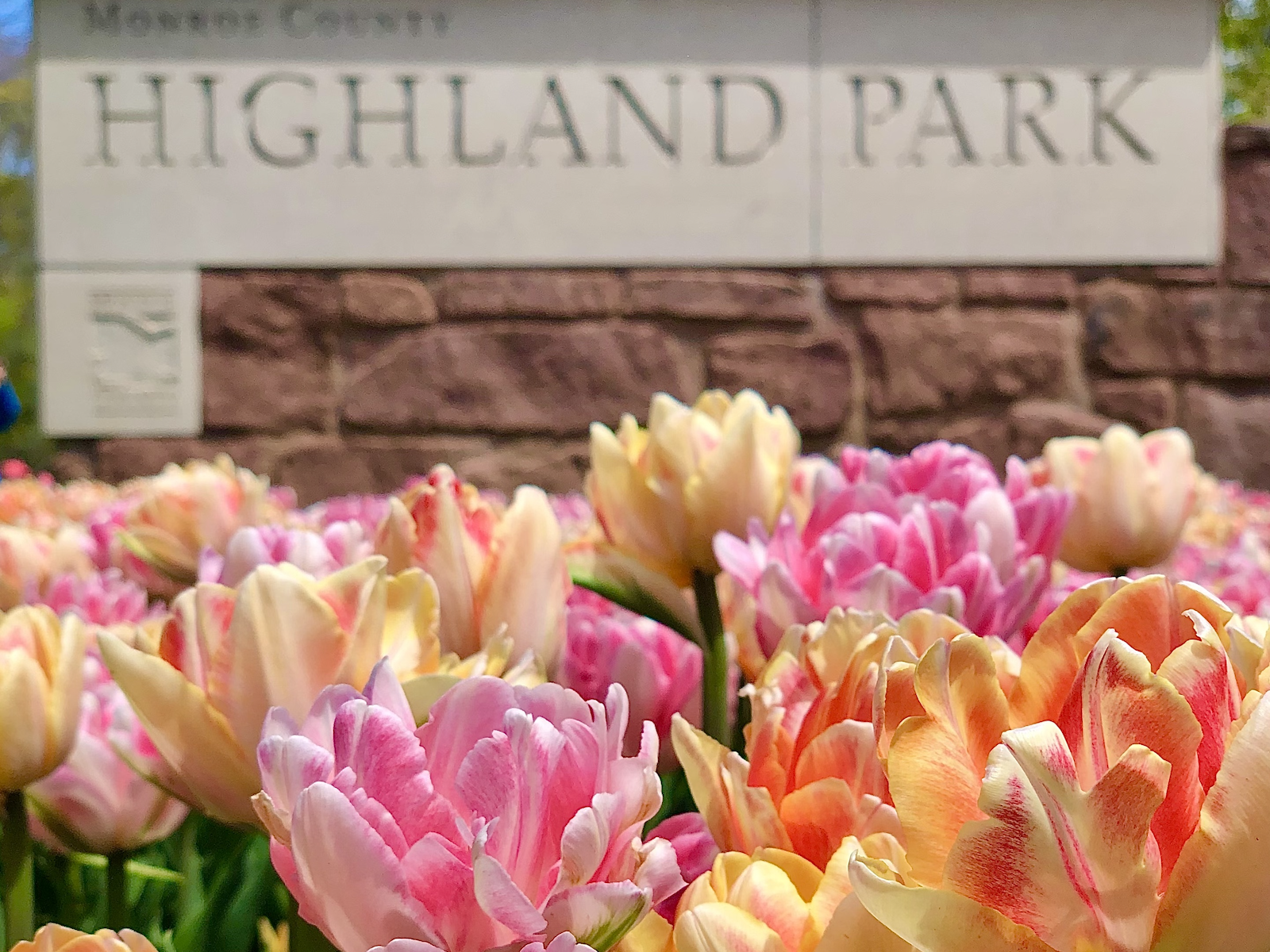 Where Brave Women Summer