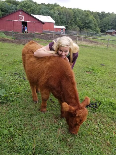 Cow Cuddling