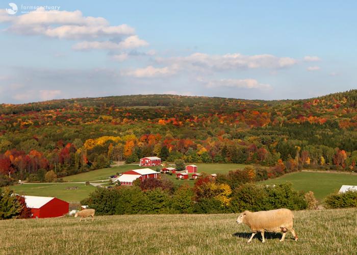 Farm Sanctuary