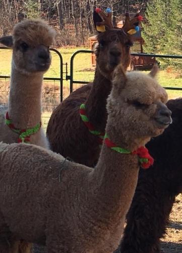 Holiday Open Farm Days at Shepherd’s Creek Alpacas