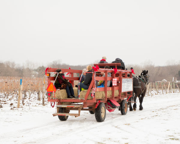 Ice Wine Festival, Casa Larga