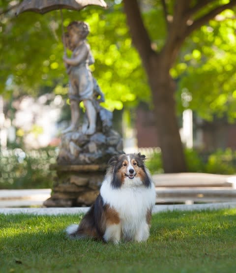 Dog in Seward House Garden