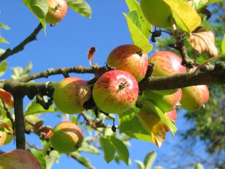 Apples on Tree