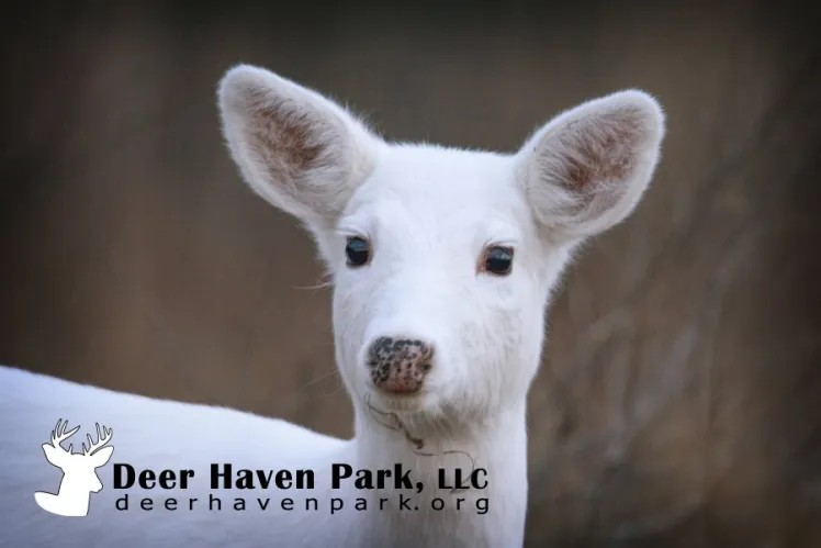 a white deer with large ears