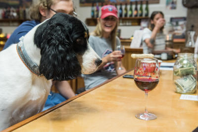 Dog at Hazlitt Vineyards