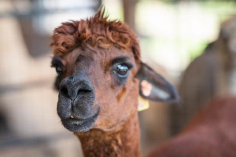 Lazy Acre Alpacas